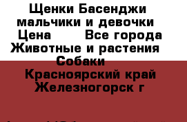 Щенки Басенджи ,мальчики и девочки › Цена ­ 1 - Все города Животные и растения » Собаки   . Красноярский край,Железногорск г.